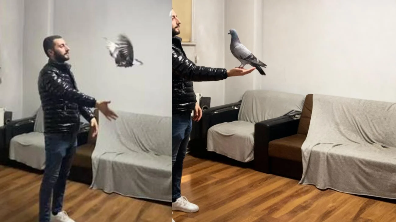 #çorlu #güvercin #mezat #keşfet"